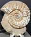 In Stone Fossils 