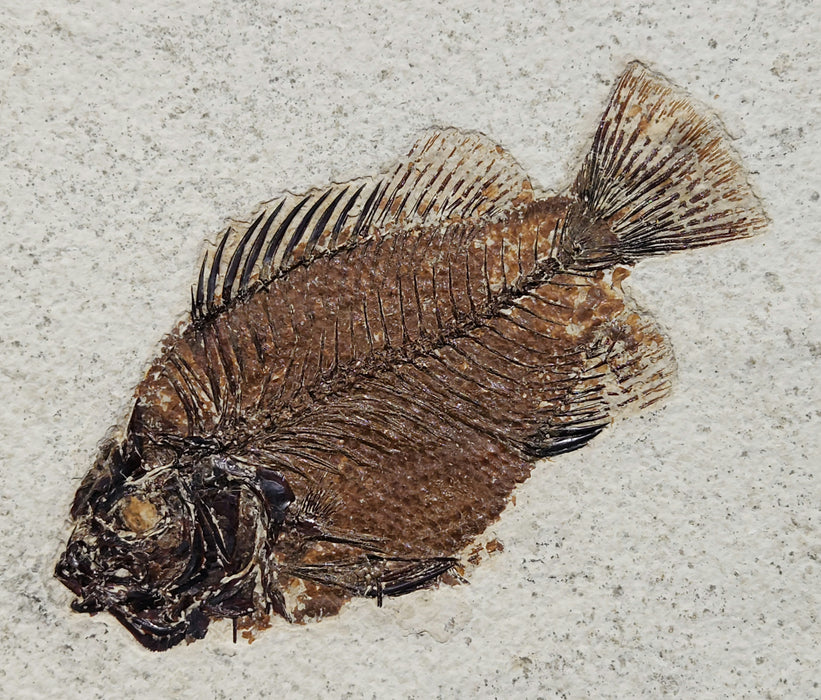 Double Priscacara serrata | Green River Formation | Natural Specimen