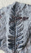 In Stone Fossils 