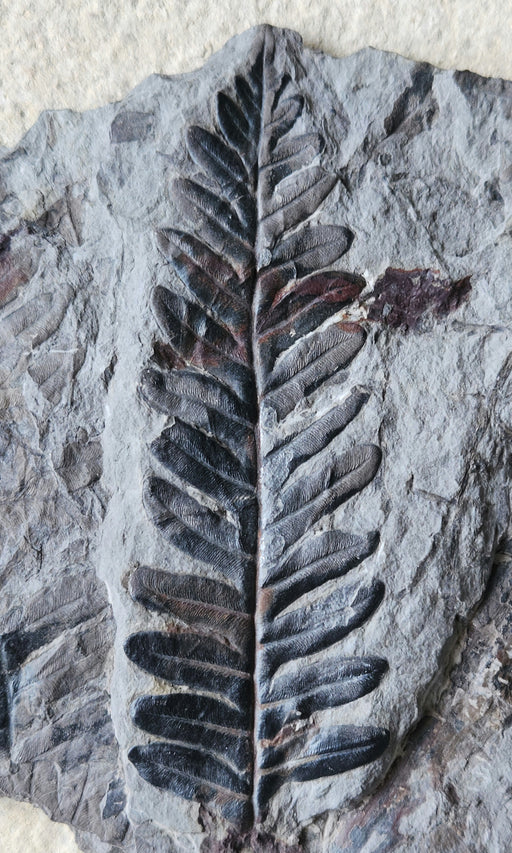 In Stone Fossils 