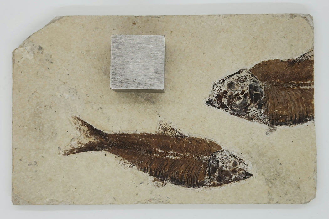 4" Knightia eocaena with Partial Knightia | 100% Natural | Green River Formation | Wyoming