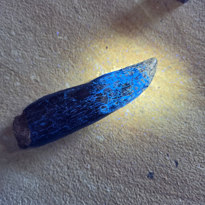 Rooted T.rex Tooth | Perkins Co. South Dakota | Hell Creek Formation