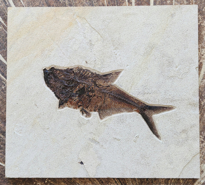 9.25" Diplomystus dentatus | Green River Formation | Wyoming