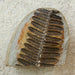 In Stone Fossils 