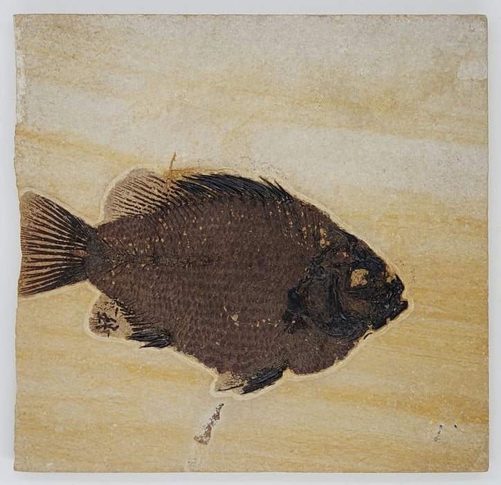 Deep-Bodied 5" Cockerellites liops (formerly Priscacara liops) | 100% Natural | Green River Formation | Wyoming