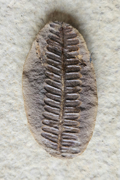 Fossil Fern | Crenulopteris acadica | Illinois