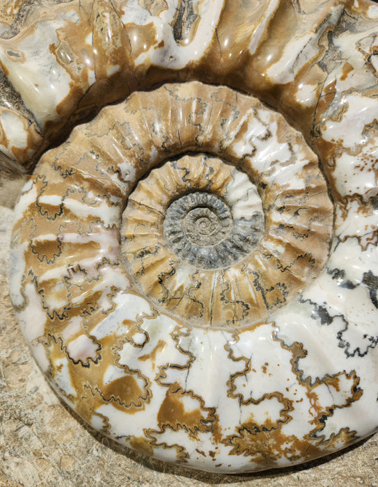 Huge Scunthorpe Ammonite | Aegasteroceras sagittarium | England