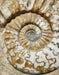 In Stone Fossils 