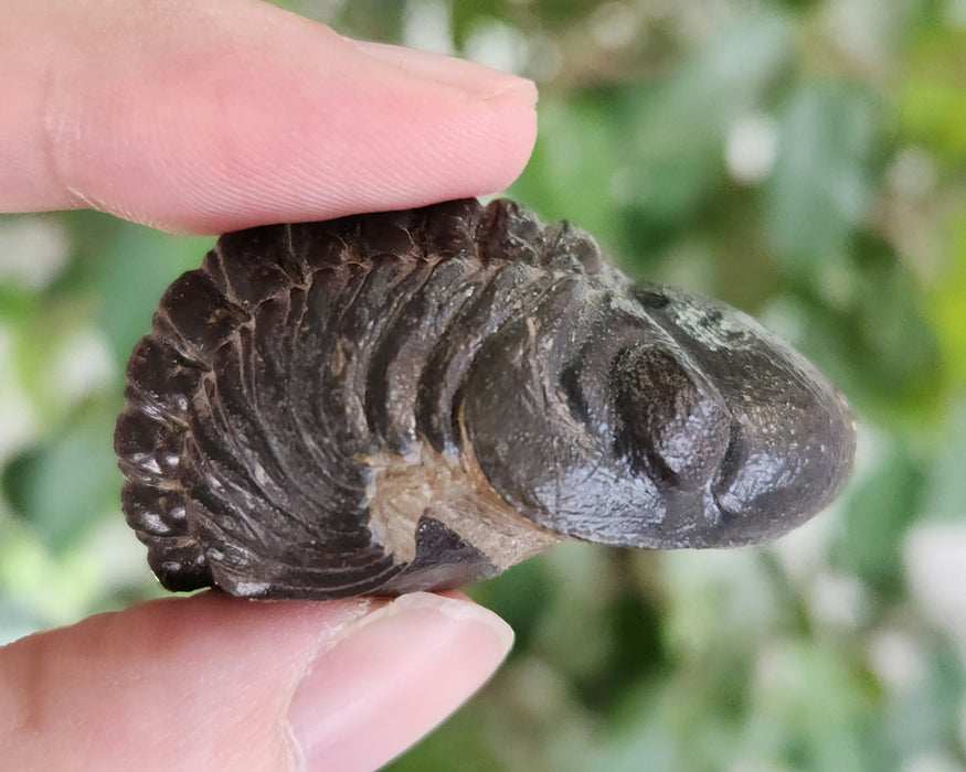 Enrolled Reedops Trilobite | Morocco