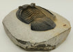 In Stone Fossils 