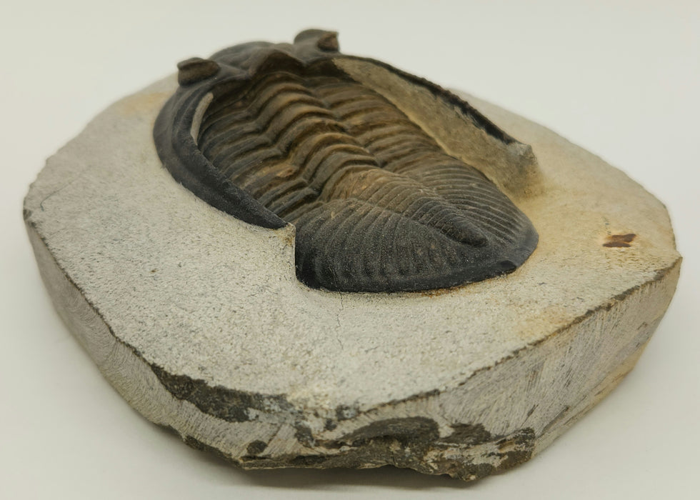 Odontochile hausmanni Trilobite | Morocco