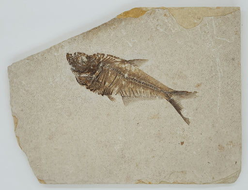 In Stone Fossils 