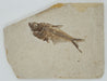 In Stone Fossils 