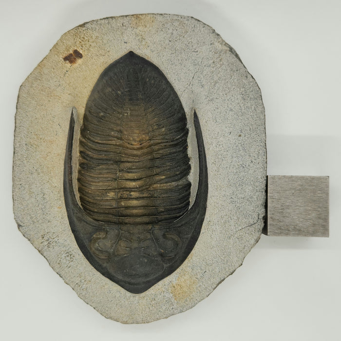 Odontochile hausmanni Trilobite | Morocco