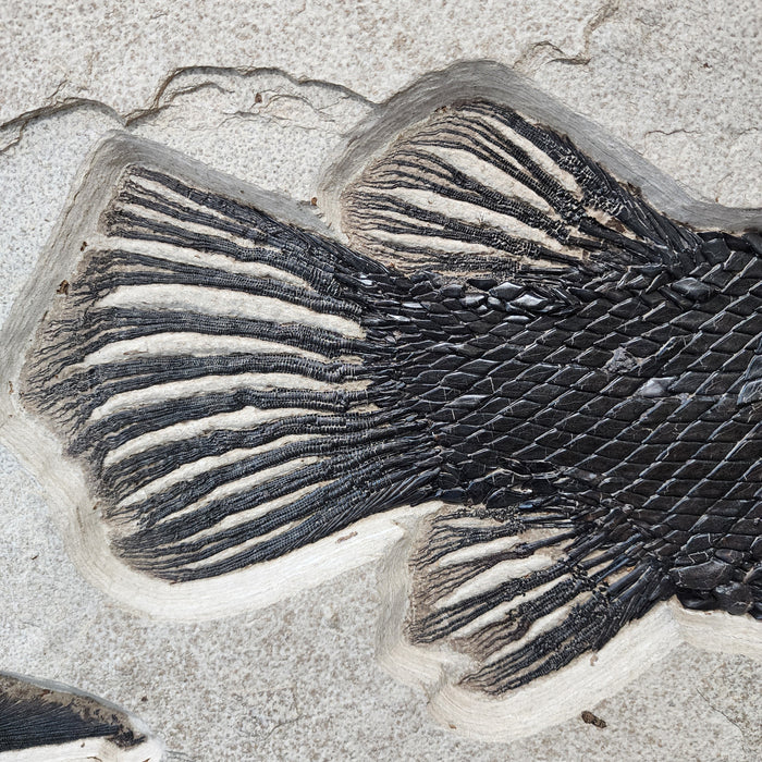 Garfish | Atractosteus simplex with Diplomystus | Green River Formation | Wyoming