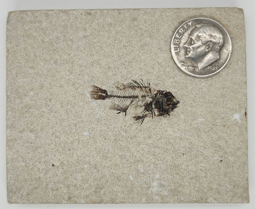 Juvenile Cockerellites liops | Green River Formation | Wyoming