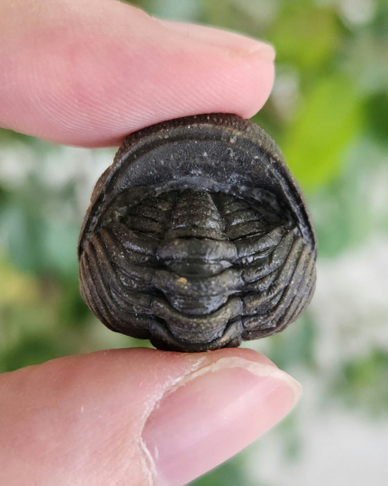 Enrolled Morocops Trilobite | Morocco