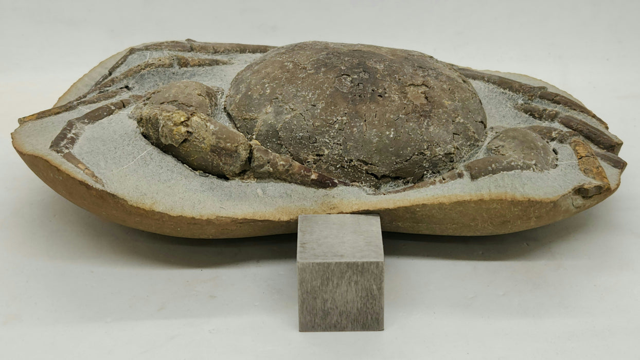 Fossil Crab | Tumidocarcinus giganteus | New Zealand