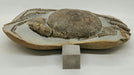In Stone Fossils 