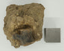 In Stone Fossils 