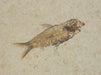 In Stone Fossils 
