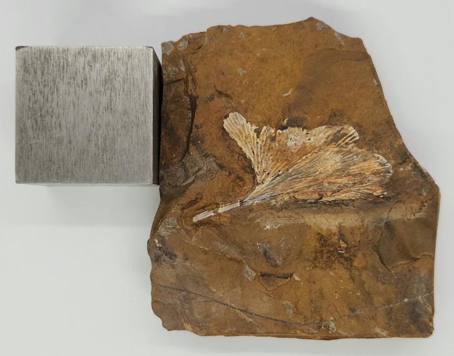 Fossil Ginkgo leaf | Ginkgo cranei | North Dakota