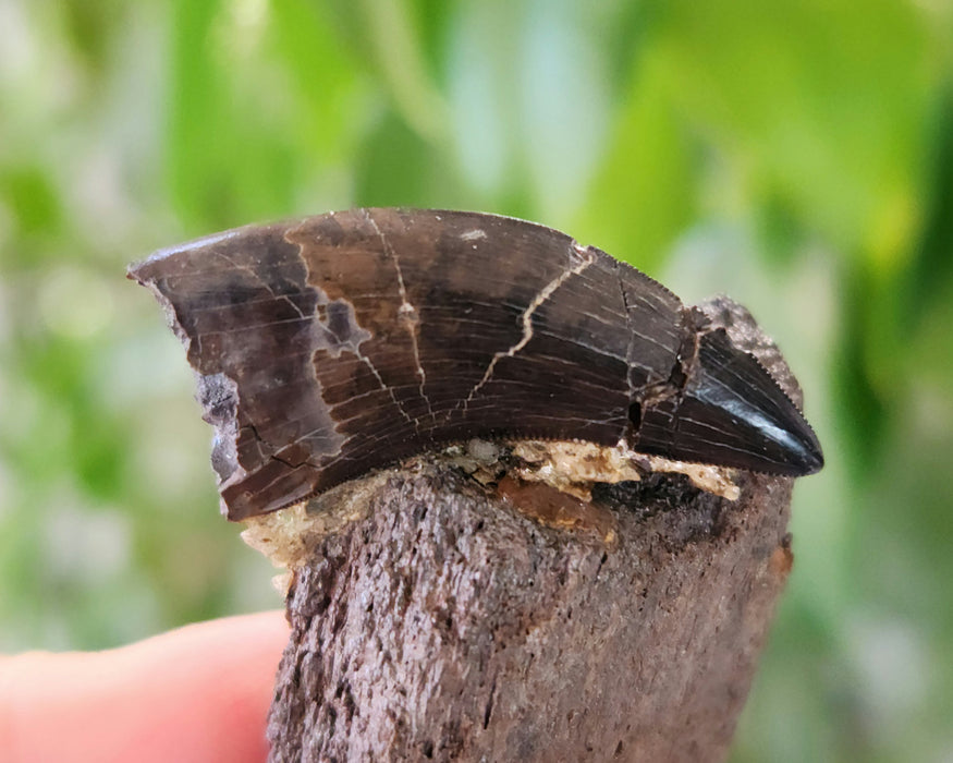 Nanotryannus Tooth on Ceratopsian bone fragment | Hell Creek Formation | South Dakota
