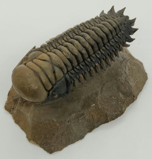 In Stone Fossils 