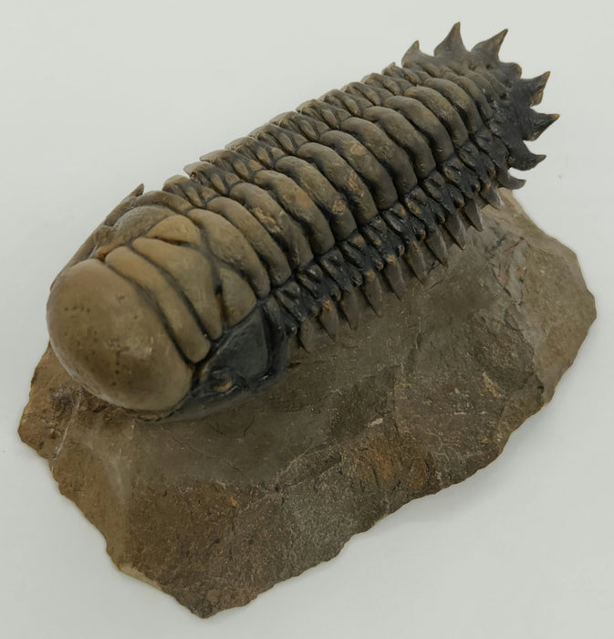 Crotalocephalina Trilobite | Morocco