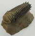 In Stone Fossils 