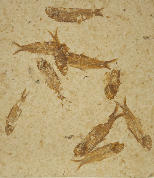 In Stone Fossils 