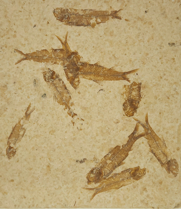 Knightia eocaena "Mini Fish" Mortality Plate | Green River Formation | Natural Specimen