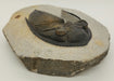 In Stone Fossils 