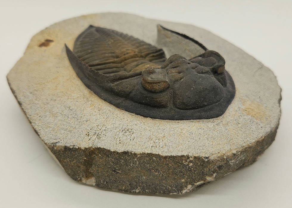 Odontochile hausmanni Trilobite | Morocco