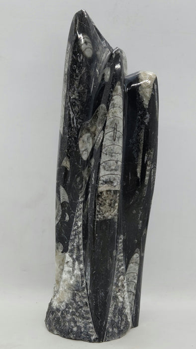 Orthoceras Spire Tower