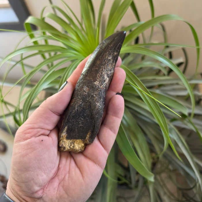 Rooted T.rex Tooth | Perkins Co. South Dakota | Hell Creek Formation