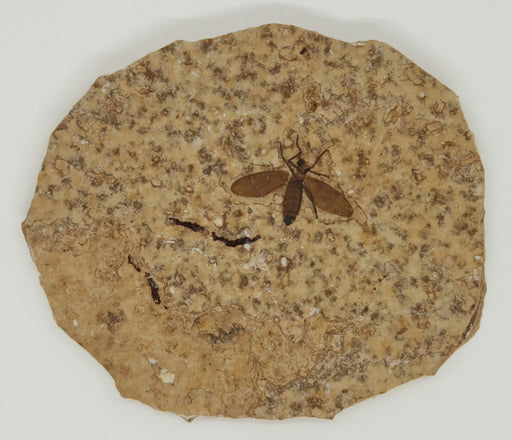 In Stone Fossils 