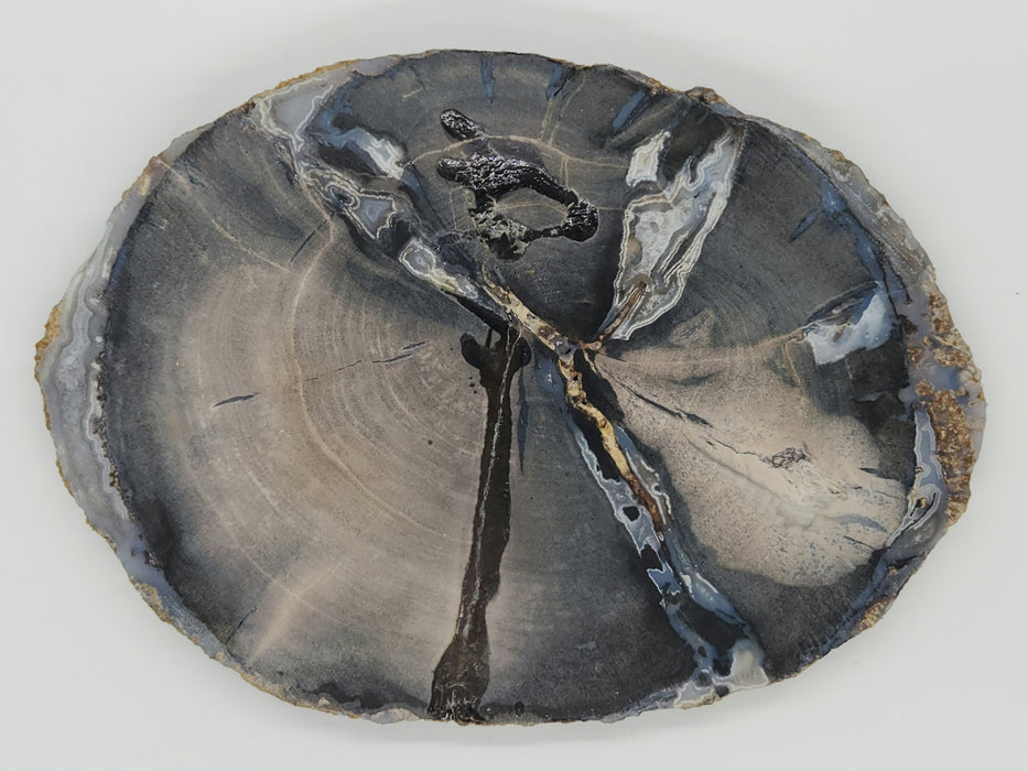 Blue Forest Unpolished Petrified Hardwood Slab | Eden Valley | Wyoming