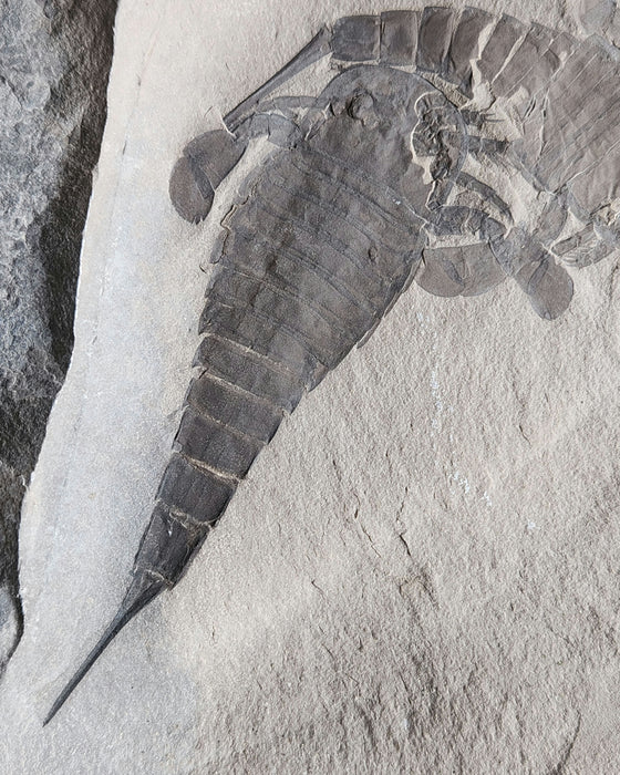 Double Eurypterids (Sea Scorpions) | Eurypterus remipes | New York
