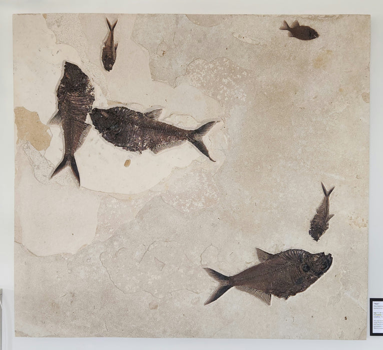 Five Diplomystus and a Phareodus | 100% Natural | Green River Formation | Wyoming