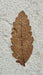 In Stone Fossils 