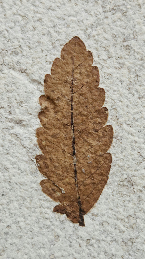 In Stone Fossils 