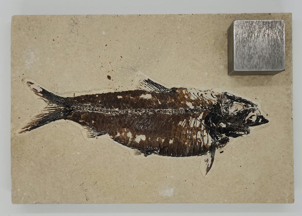 5.5" Knightia eocaena | 100% Natural | Green River Formation | Wyoming