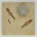 In Stone Fossils 