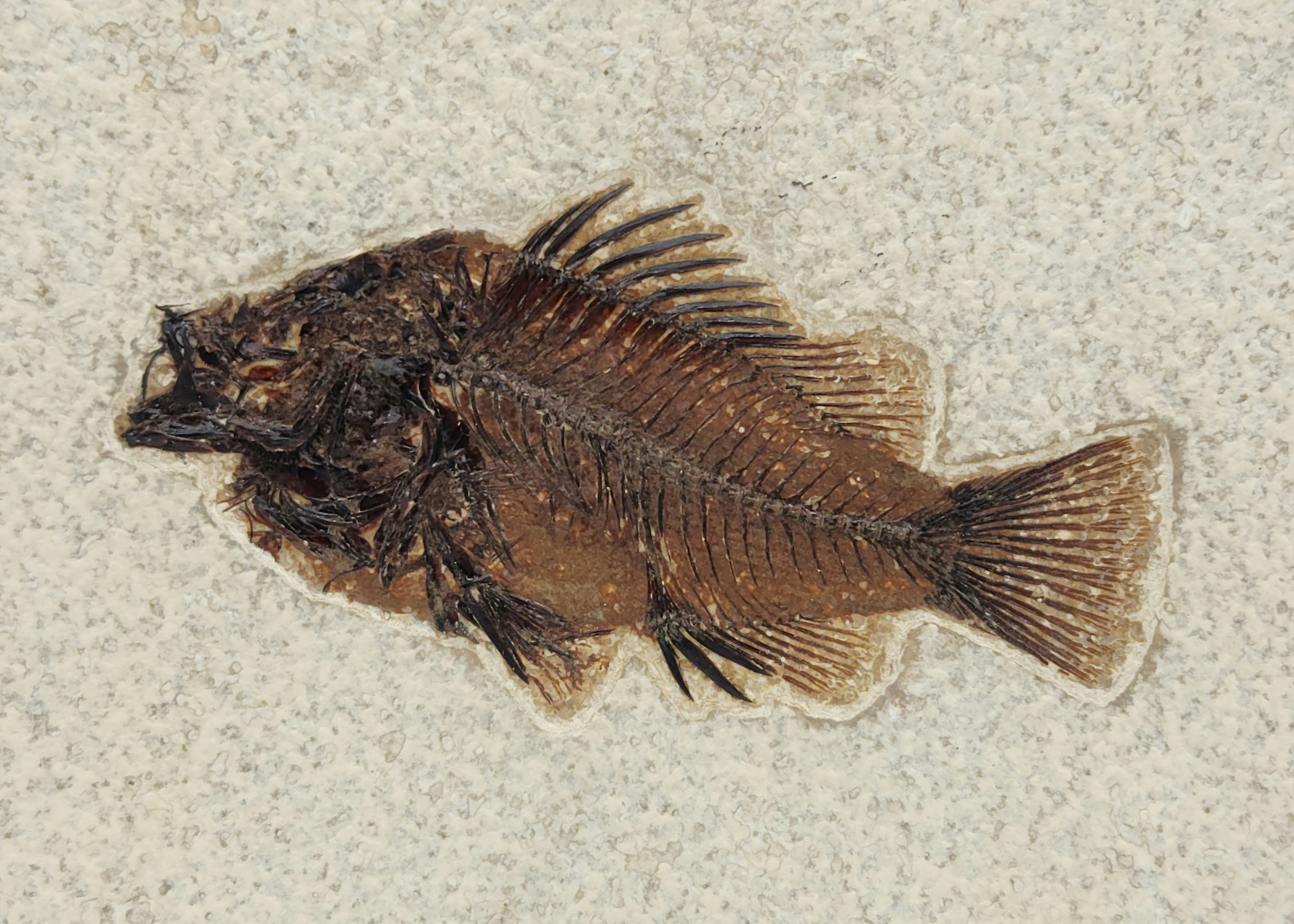 3.25" Priscacara serrata Fossil Fish | Green River Formation ...