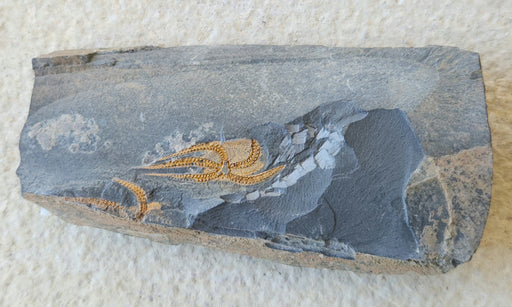 In Stone Fossils 