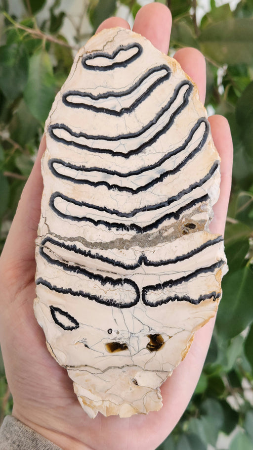 In Stone Fossils 