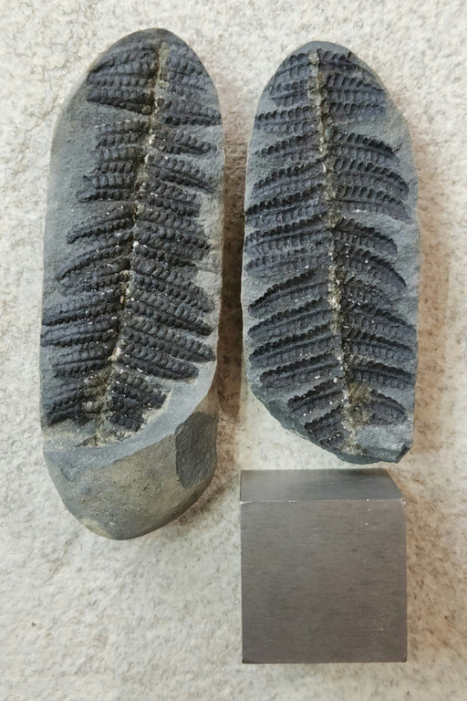 In Stone Fossils 