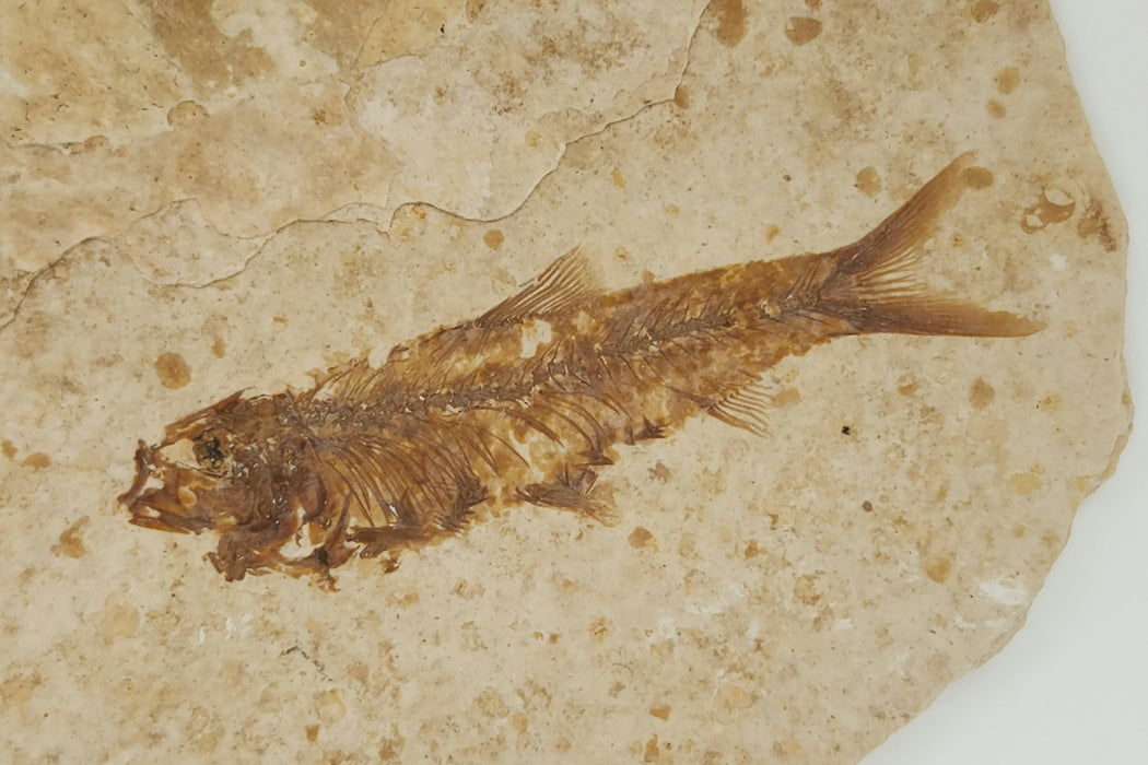 2.25" Knightia eocaena with unidentified plant | 100% Natural | Green River Formation | Wyoming