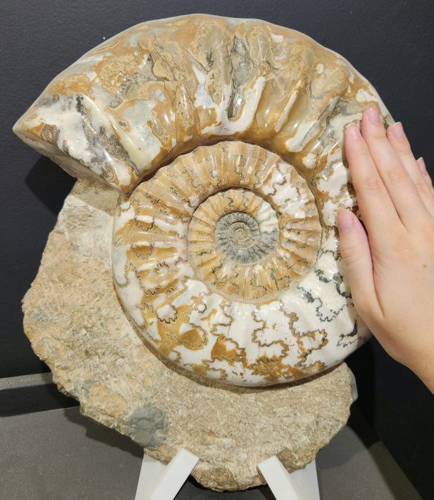 Huge Scunthorpe Ammonite | Aegasteroceras sagittarium | England
